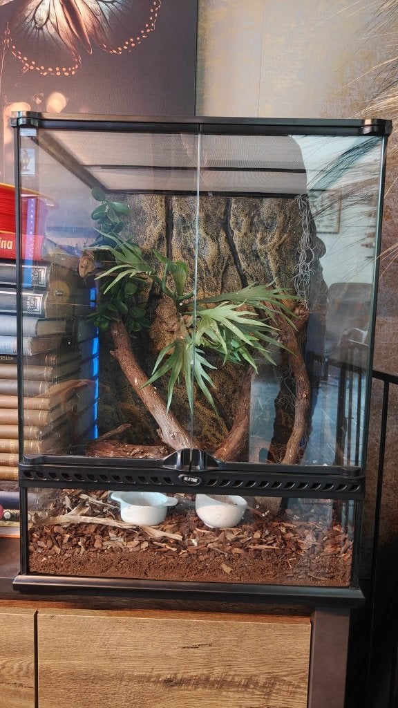 terrarium (45x45x60) - inclusief gekko (v), Dieren en Toebehoren, Ophalen, Zo goed als nieuw, Terrarium of Paludarium
