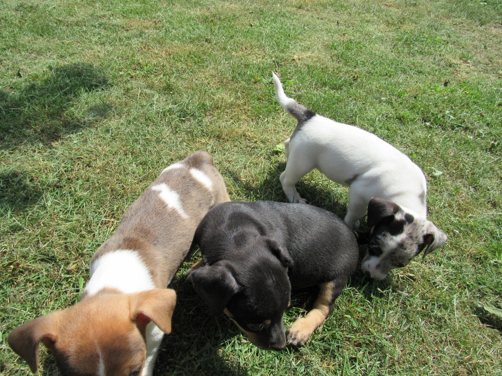 Te koop Jack Russell pups, Standaard, 8 tot 15 weken, Korthaar, Parvo