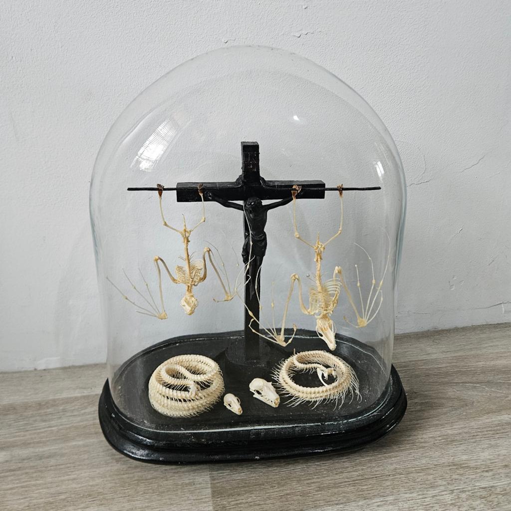 Taxidermie Stolp: Vleermuizen, Slangen opgezette opgezet, Verzamelen, Dierenverzamelingen, Ophalen, Gebruikt, Wild dier, Opgezet dier