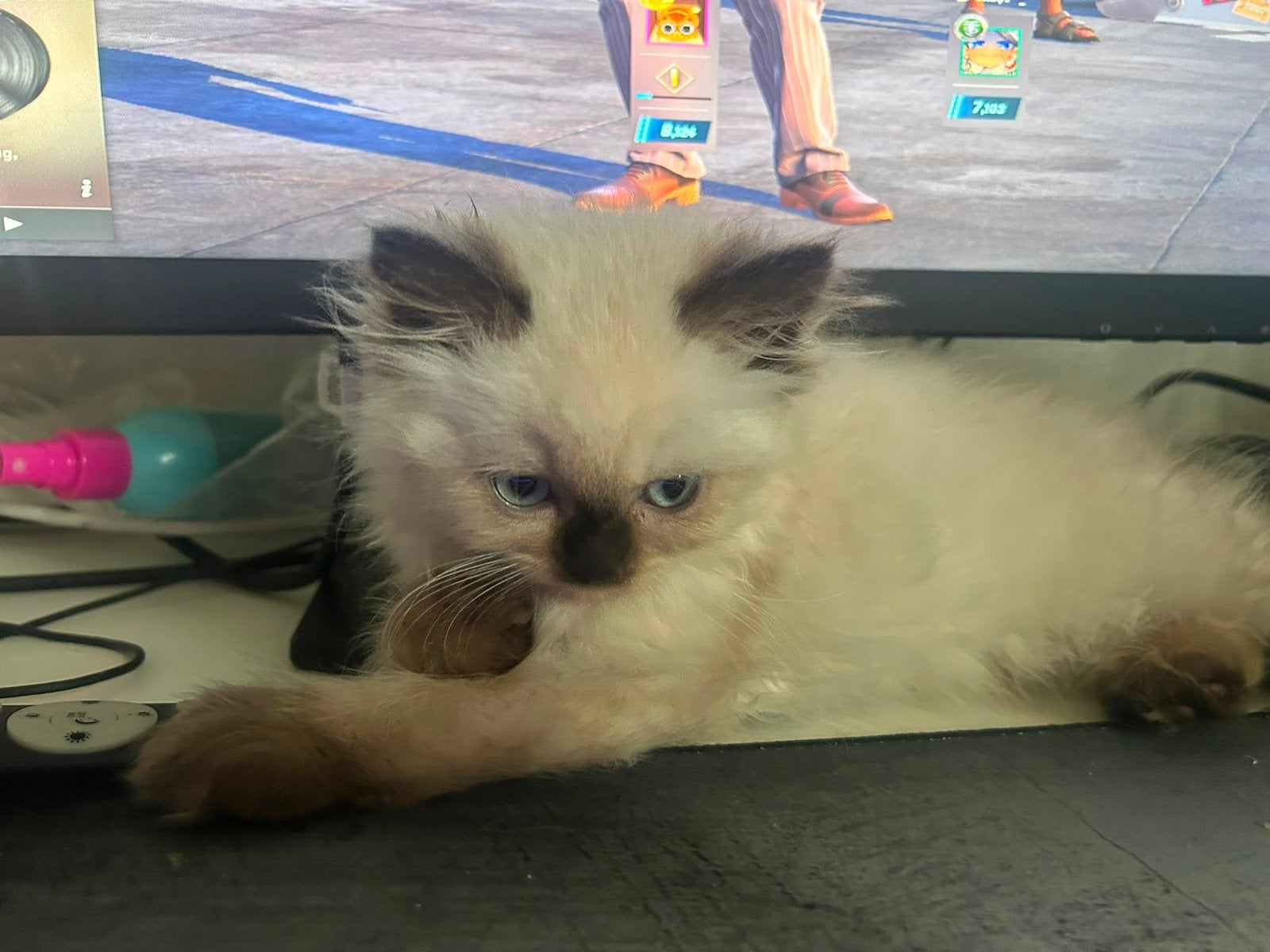 Britse langhaar kitten cinnamon point 9 weken, Kater, Ontwormd, 0 tot 2 jaar