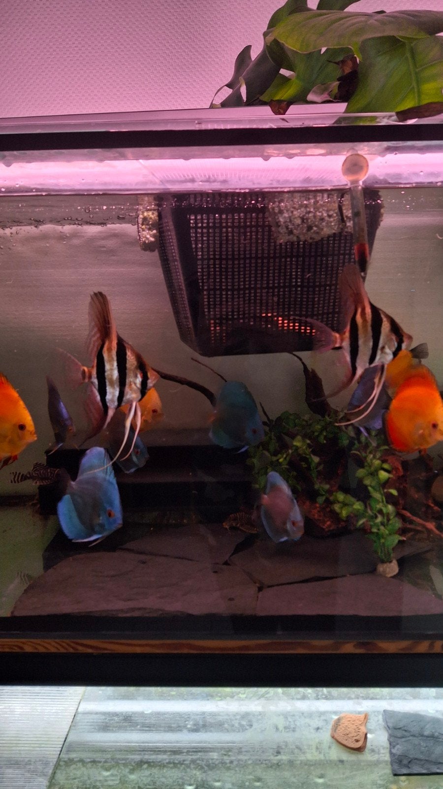 Altum Rio Orinoco 25cm Maanvis