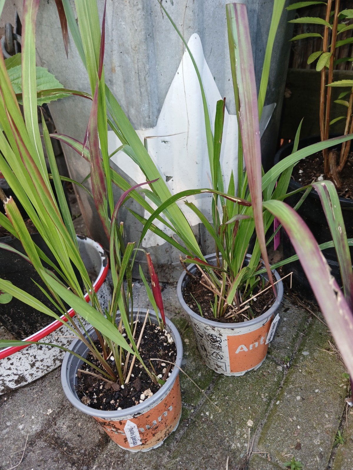 Japans bloedgras, Tuin en Terras, Planten | Tuinplanten, Ophalen, Overige soorten, Volle zon