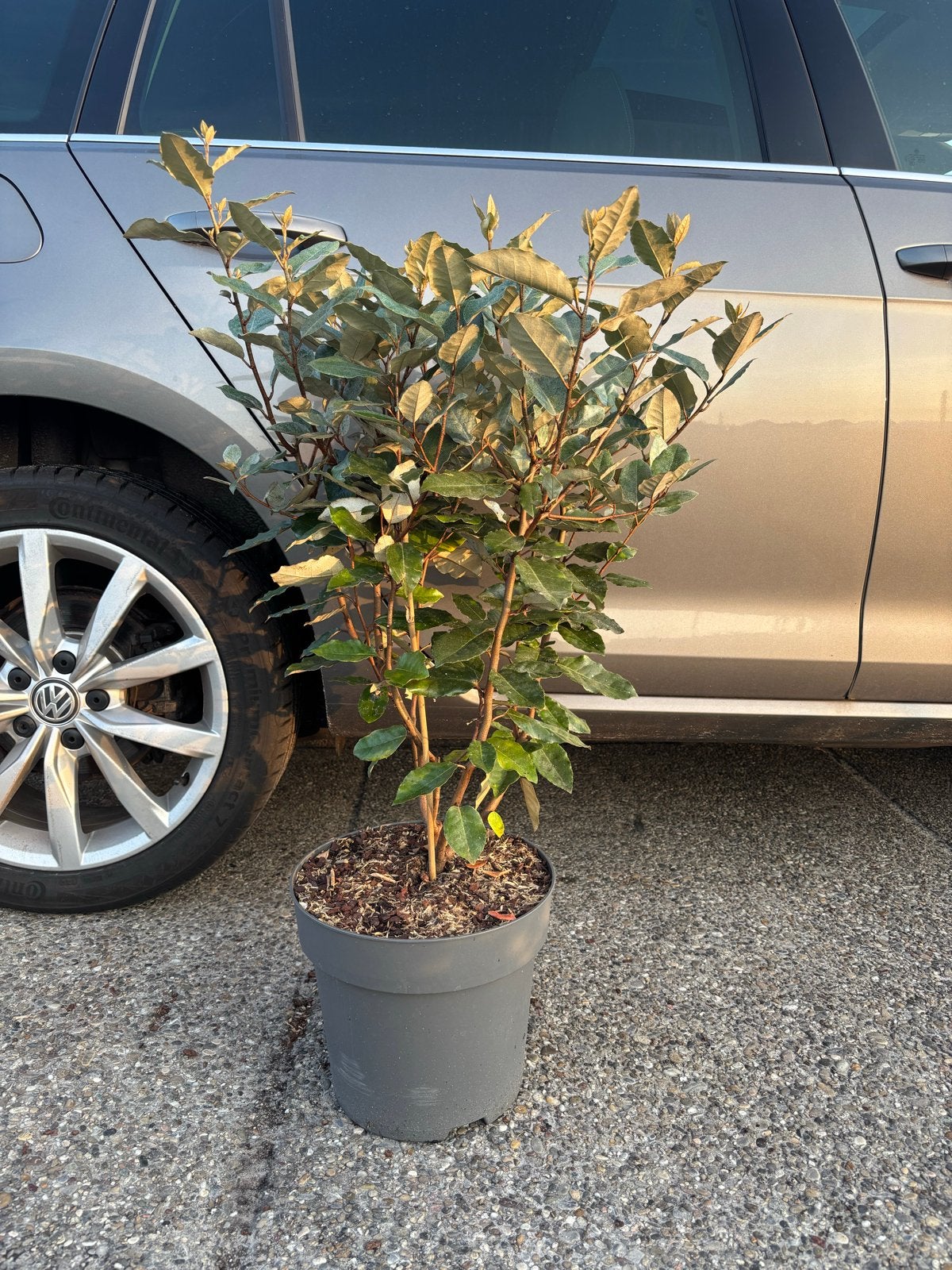 Elaeagnus Ebbingei 'Compacta' - Olijfwilg, Overige soorten, Volle zon, Vaste plant, Ophalen of Verzenden
