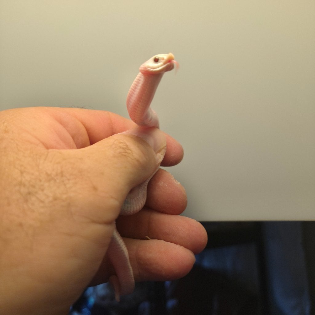 Western hognose lucy Hognose Snake photo 3
