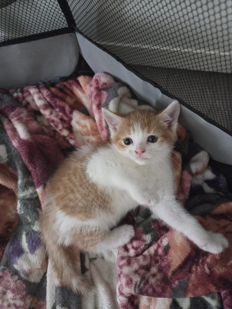 Kittens te koop, Dieren en Toebehoren, Meerdere dieren