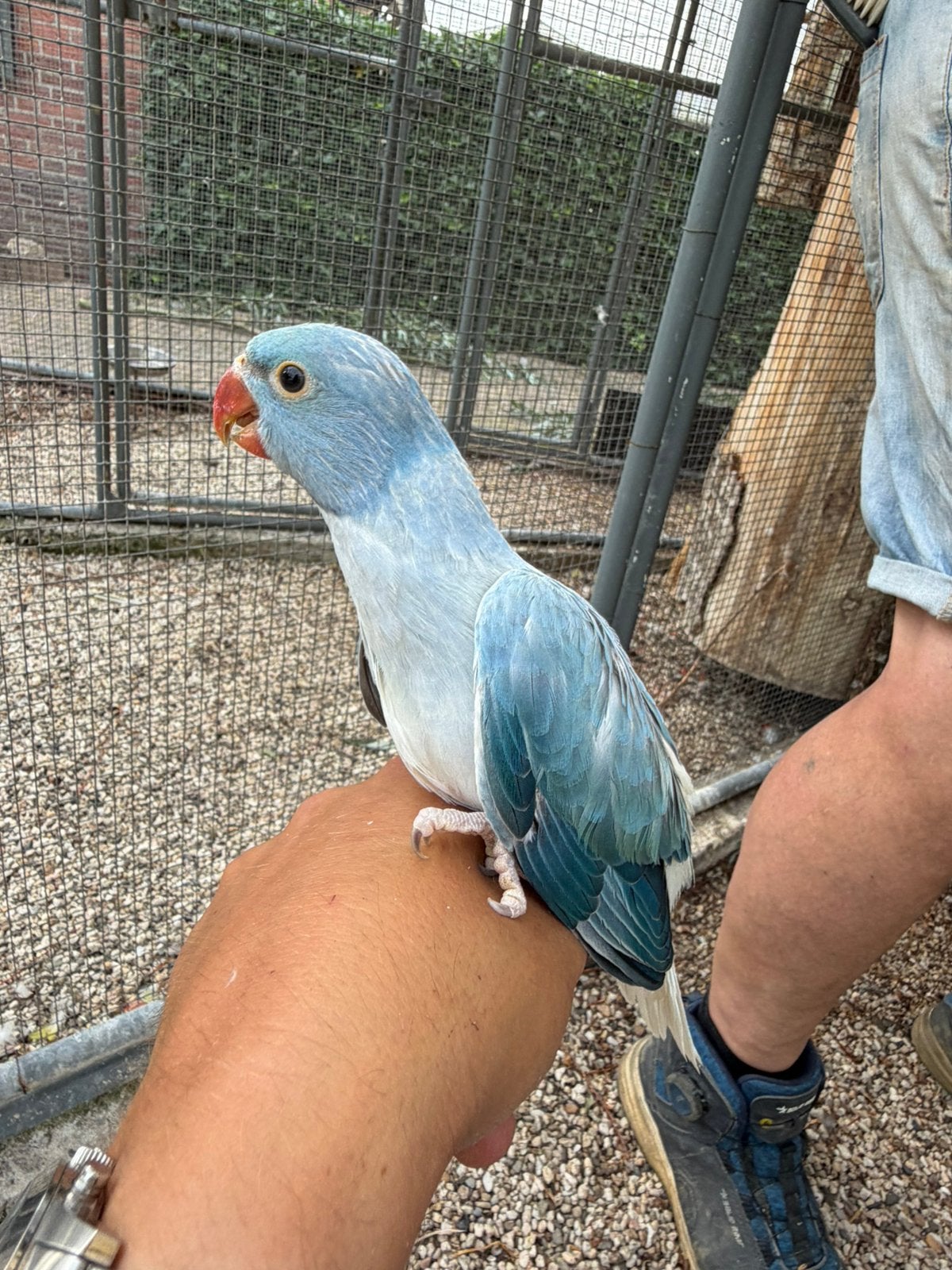 Turquoise blauwe opaline bleekstaart. Pop, Geslacht onbekend, Parkiet, Geringd