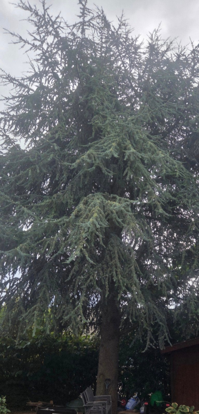 3 september gratis ca4 kuub stammen blokken hout spar en de, Tuin en Terras, 3 tot 6 m³, Ophalen, Overige houtsoorten, Blokken