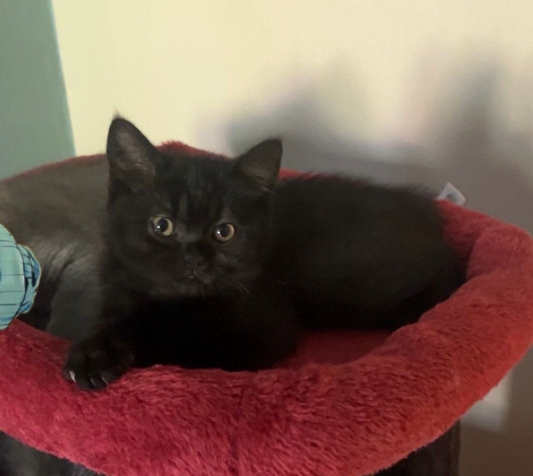 Britse korthaar kitten., Poes