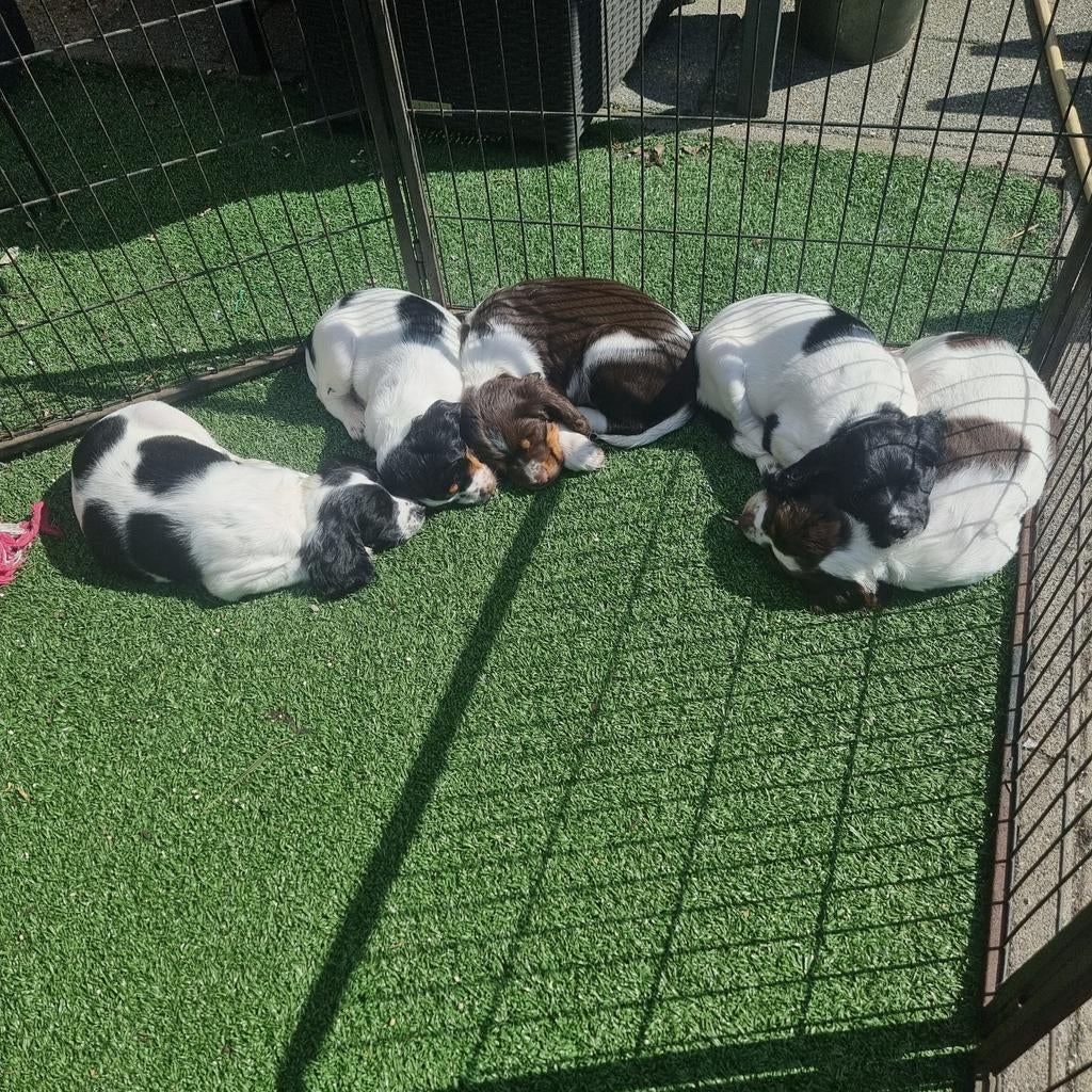 Engelse Springer Spaniël Pups met stamboom, Parvo, 8 tot 15 weken, Meerdere, Meerdere dieren