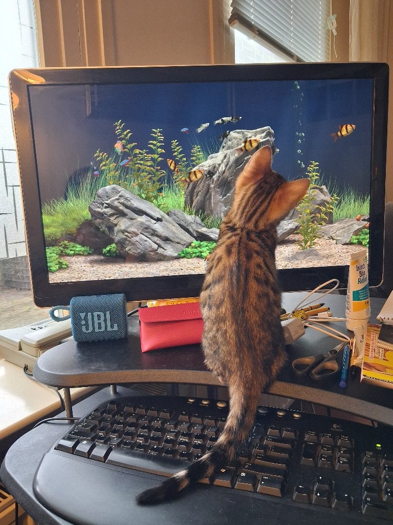 Bengaal/Bengaalse kitten, poesje met stamboom, Poes, Met stamboom, 0 tot 2 jaar