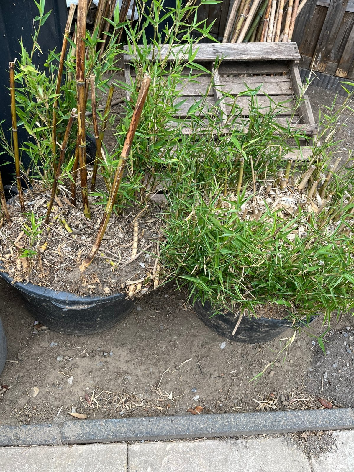 Bamboe planten voor een spotprijs, Ophalen, Bloeit niet, Overige soorten, Halfschaduw