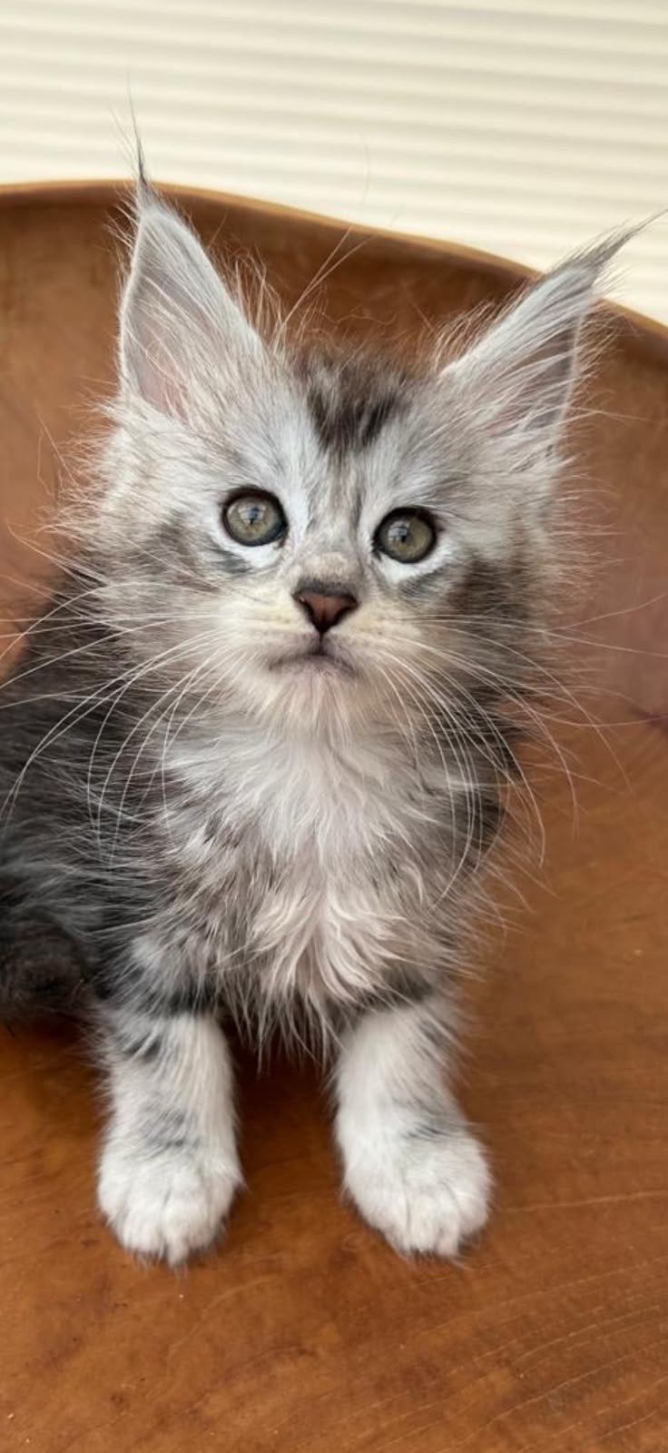 Mooie maine coon kittens uit Russische lijnen, Dieren en Toebehoren, Meerdere dieren, Gechipt