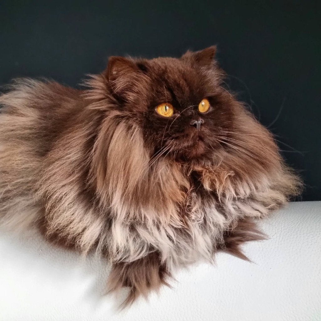 Chokolaat British poesje, Dieren en Toebehoren, Katten en Kittens | Raskatten | Korthaar, Poes, Ontwormd, 6 jaar of ouder