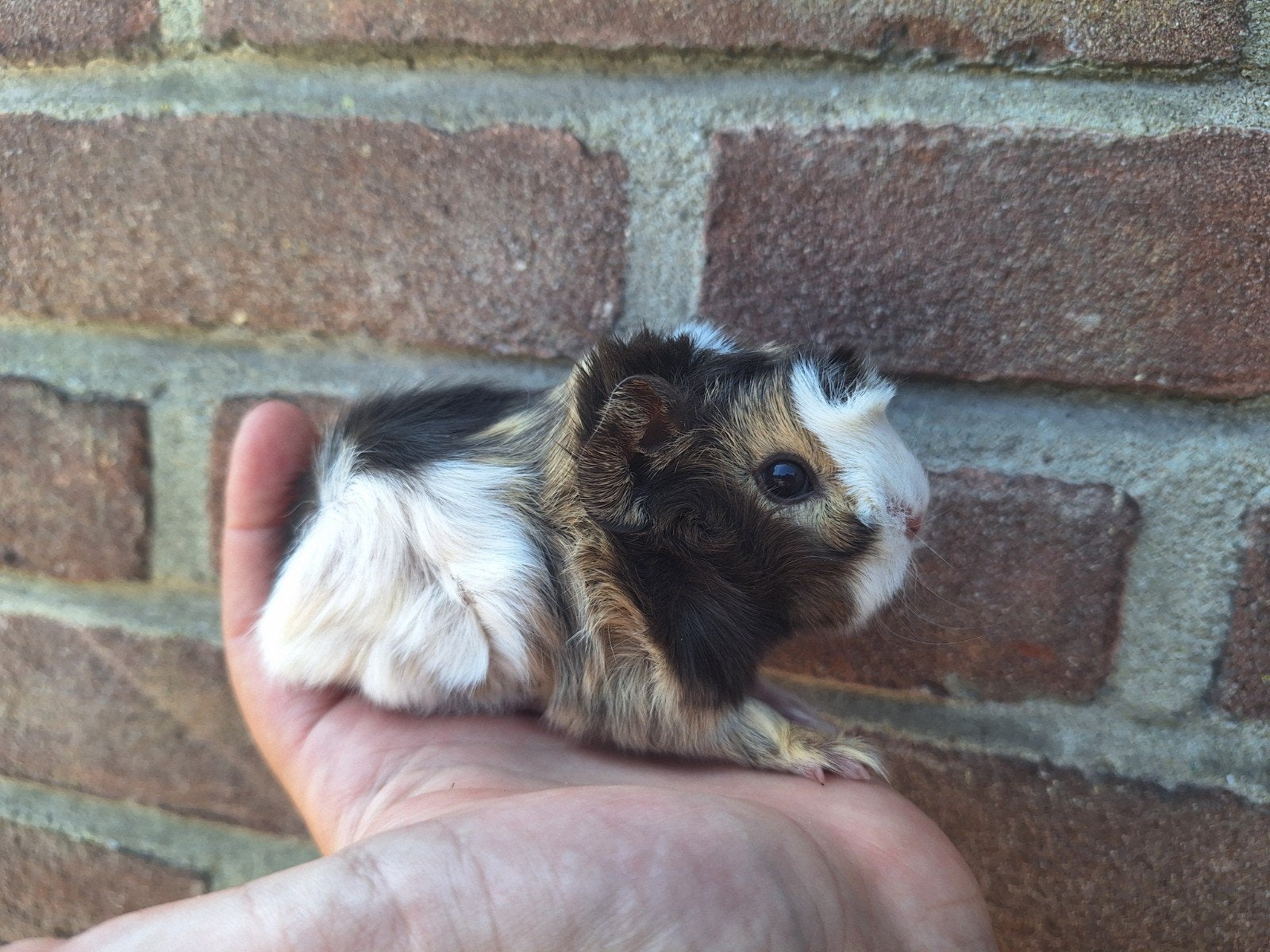 Jonge cavia's peruvian en tessel, Juli, Meerdere dieren, Cavia