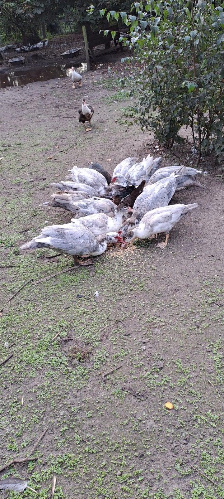 muskus eenden, Dieren en Toebehoren, Meerdere dieren, Eend