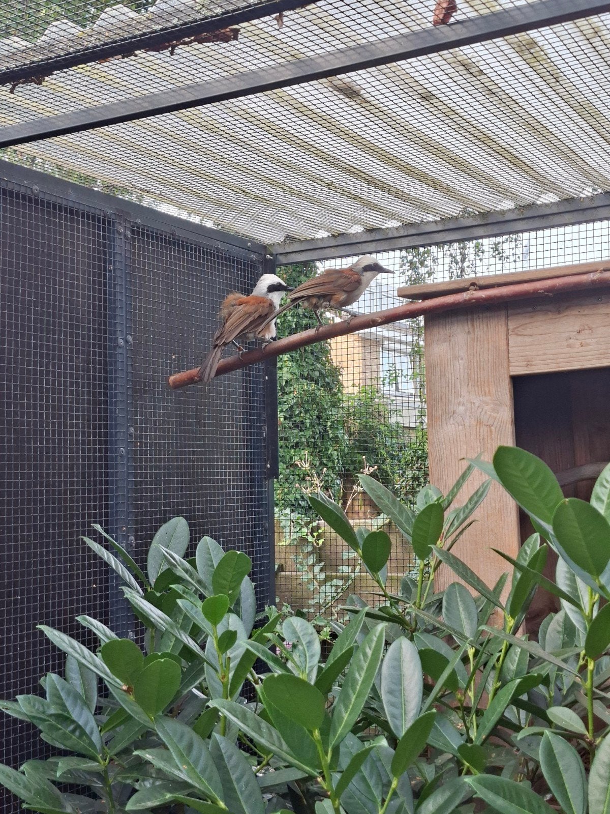 Bewezen koppel witkuif gaailijsters, Meerdere dieren, Geringd