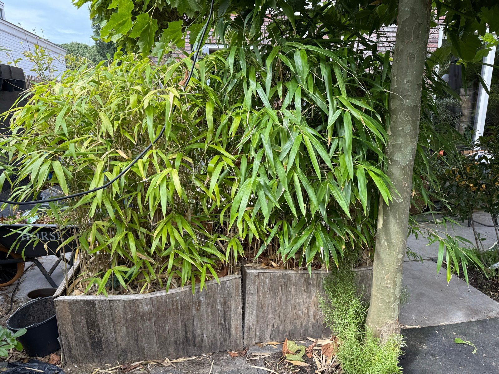 Grote bamboeplanten in houten bakken, Tuin en Terras, Vaste plant, Bloeit niet, Halfschaduw, Ophalen