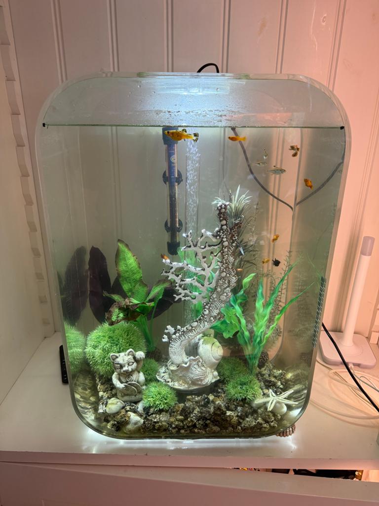Biorb 60l aqaurium compleet, Dieren en Toebehoren, Vissen | Aquaria en Toebehoren, Ophalen, Zo goed als nieuw, Leeg aquarium