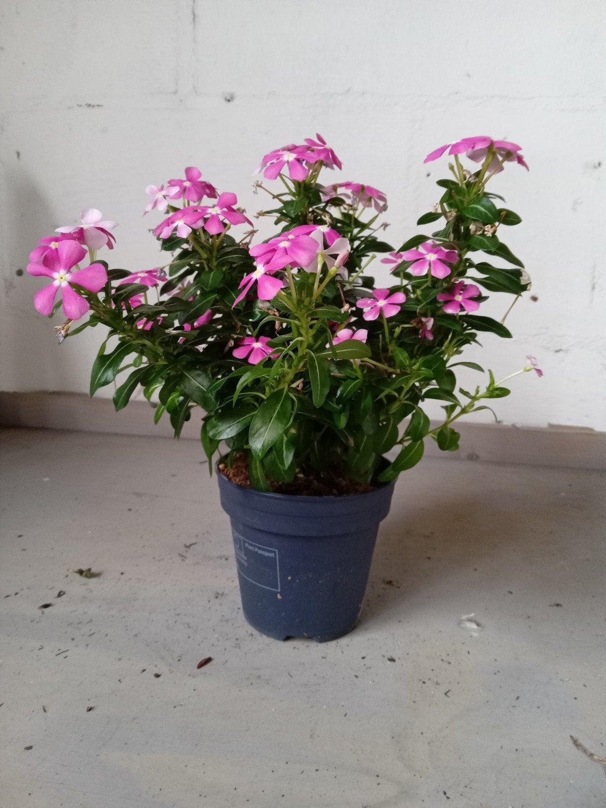 Witte en roze Madagaskar maagdenpalm (Catharanthus roseus), Overige soorten, Volle zon, Eenjarig, Ophalen of Verzenden