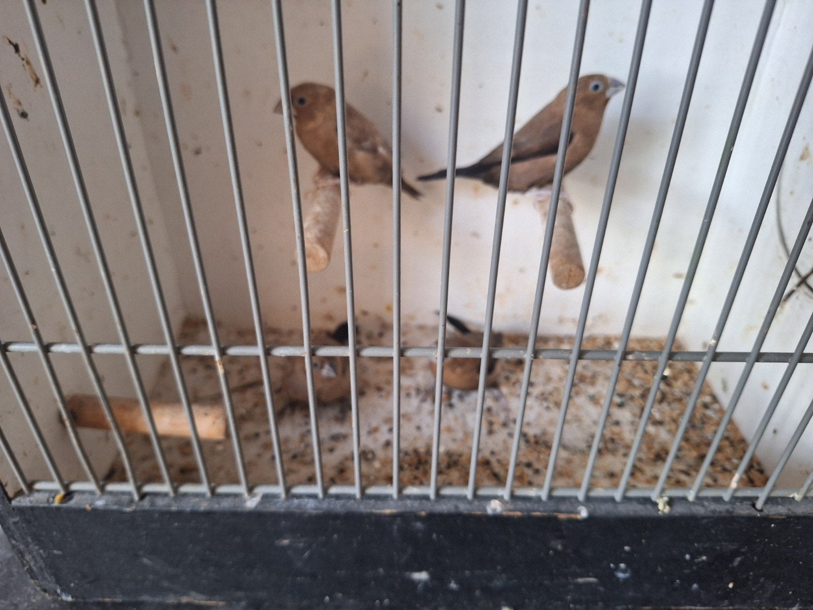 Zilverbekjes te koop, Meerdere dieren, Tropenvogel