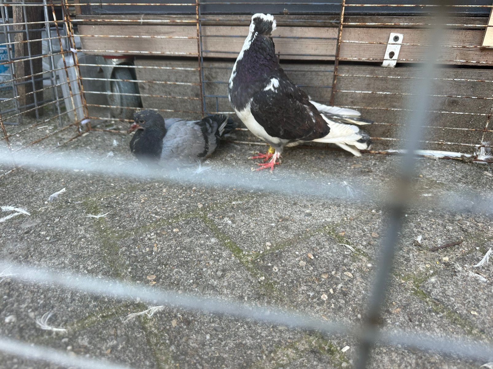 Duiven gratis, Dieren en Toebehoren, Meerdere dieren, Overige soorten