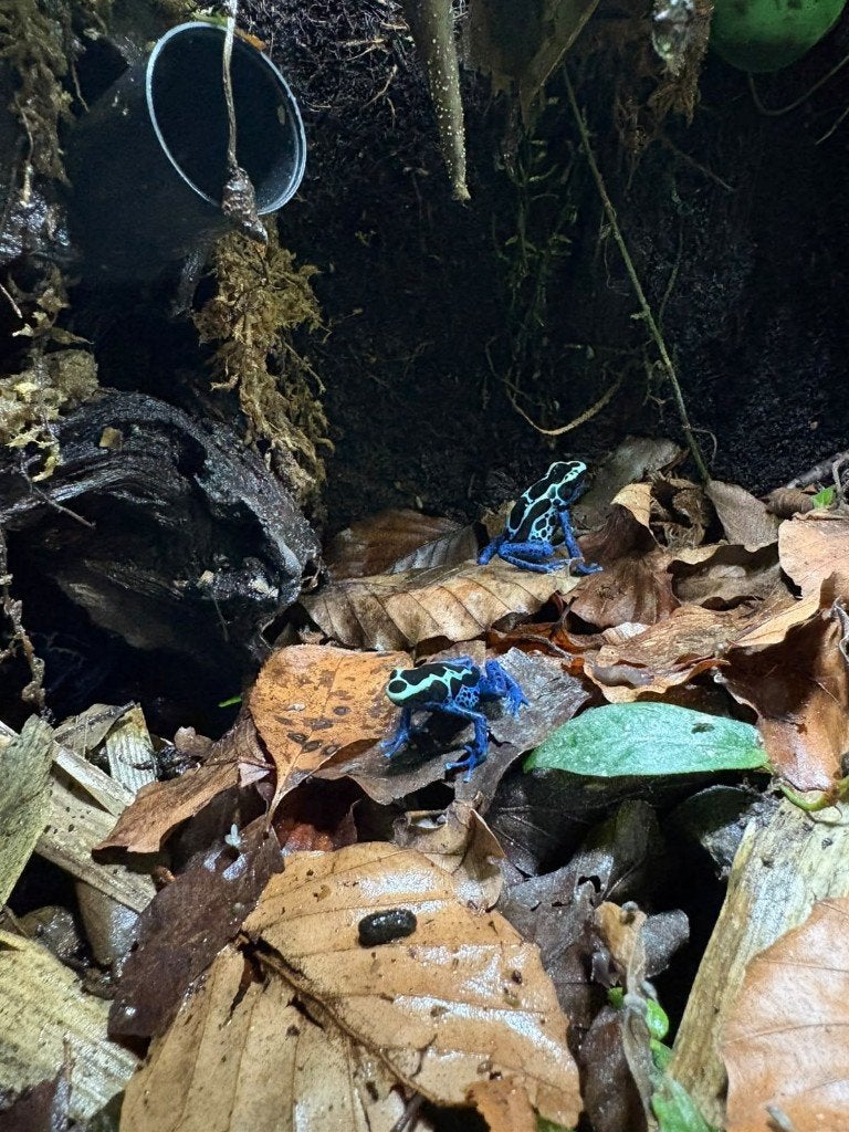 Dendrobates tinctorius Sipaliwini Blue Frog - unknown for sale from Aquadeco