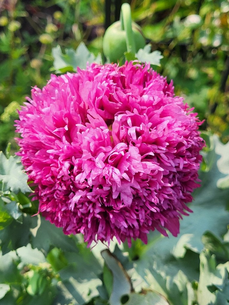 Zaden Papaver lilapaars gevuld, Ophalen of Verzenden, Volle zon