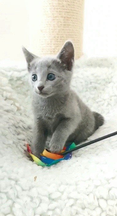 Blauwe Rus Kittens met Stamboom, Meerdere dieren, Met stamboom