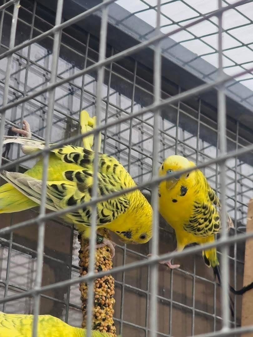Grasparkiet, Dieren en Toebehoren, Vogels | Parkieten en Papegaaien, Meerdere dieren, Parkiet