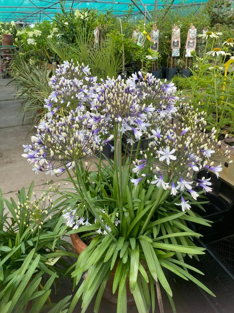 Agapanthus 'Superb Blue' met veel knoppen, Volle zon, Vaste plant, Zomer, Ophalen