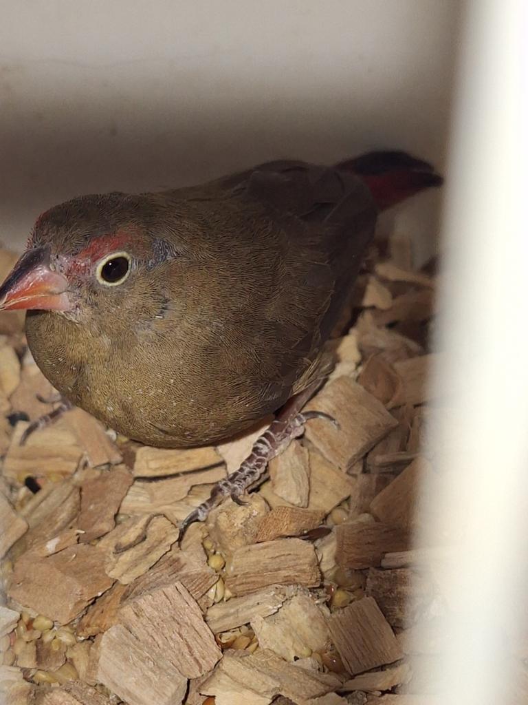 Vuurvink, Dieren en Toebehoren, Vogels | Overige Vogels, Vrouwelijk