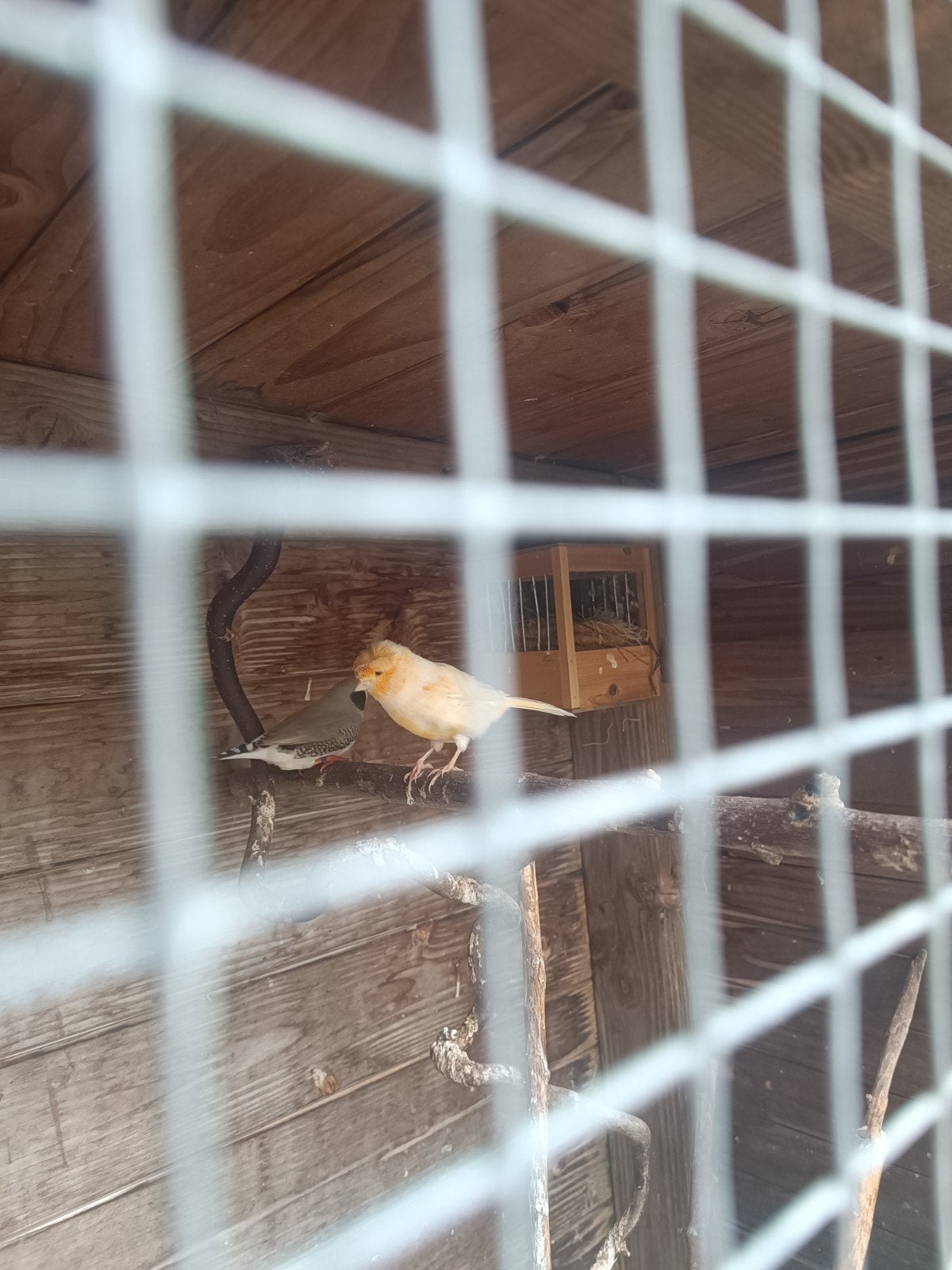 KANARIE .MAN MET KUIF, Dieren en Toebehoren, Vogels | Kanaries, Mannelijk, Kleurkanarie
