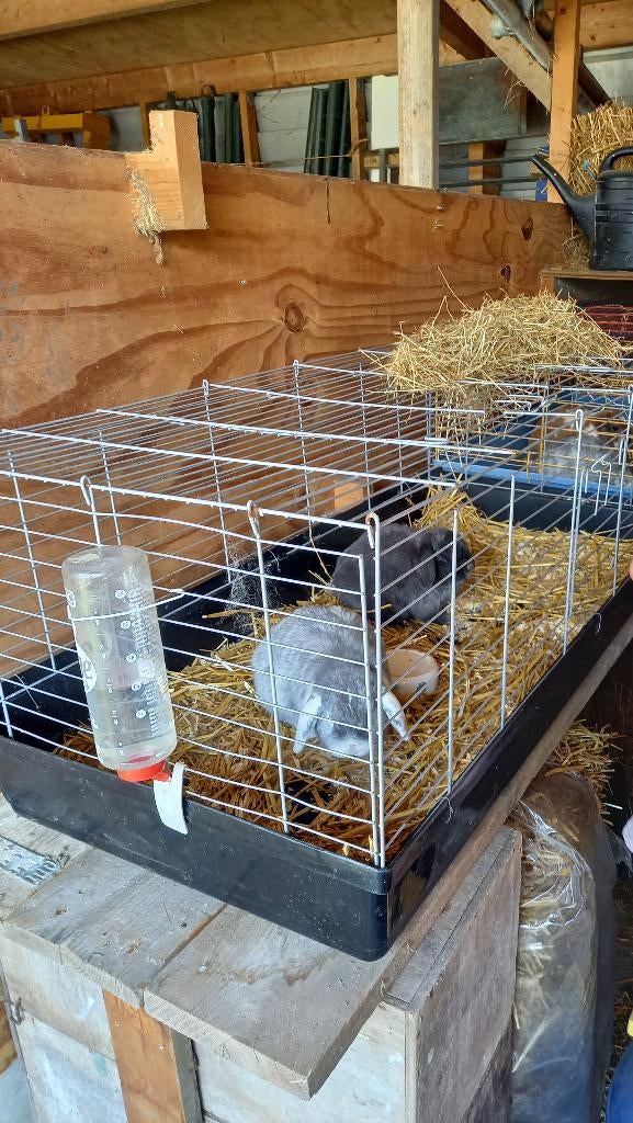 Opvang konijn/cavia/vogel tijdens vakantie, Oppas
