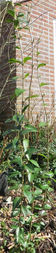 Ligusterplant. Solitair of voor heg. Help vogels met een heg, Ophalen, Liguster, Struik, Minder dan 100 cm
