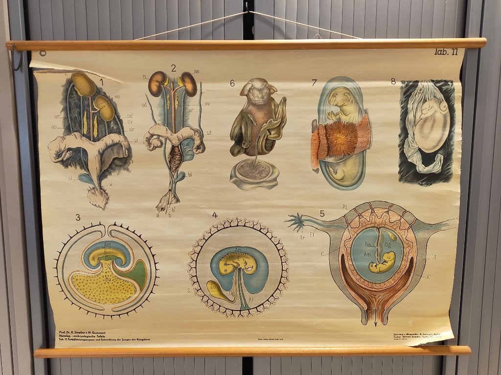 Vintage medische schoolplaat embryologie – Smalian & Gummert, Antiek en Kunst, Antiek | Schoolplaten, Ophalen, Natuur en Biologie