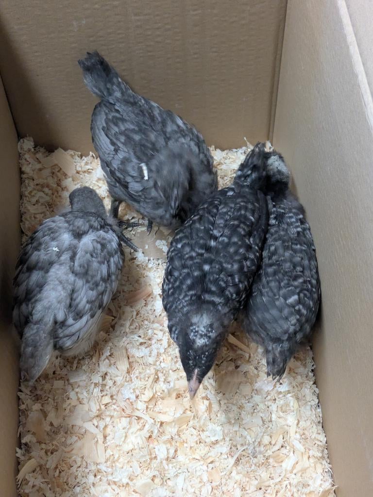 Legkip hennen kuikens, Dieren en Toebehoren, Pluimvee, Vrouwelijk, Kip