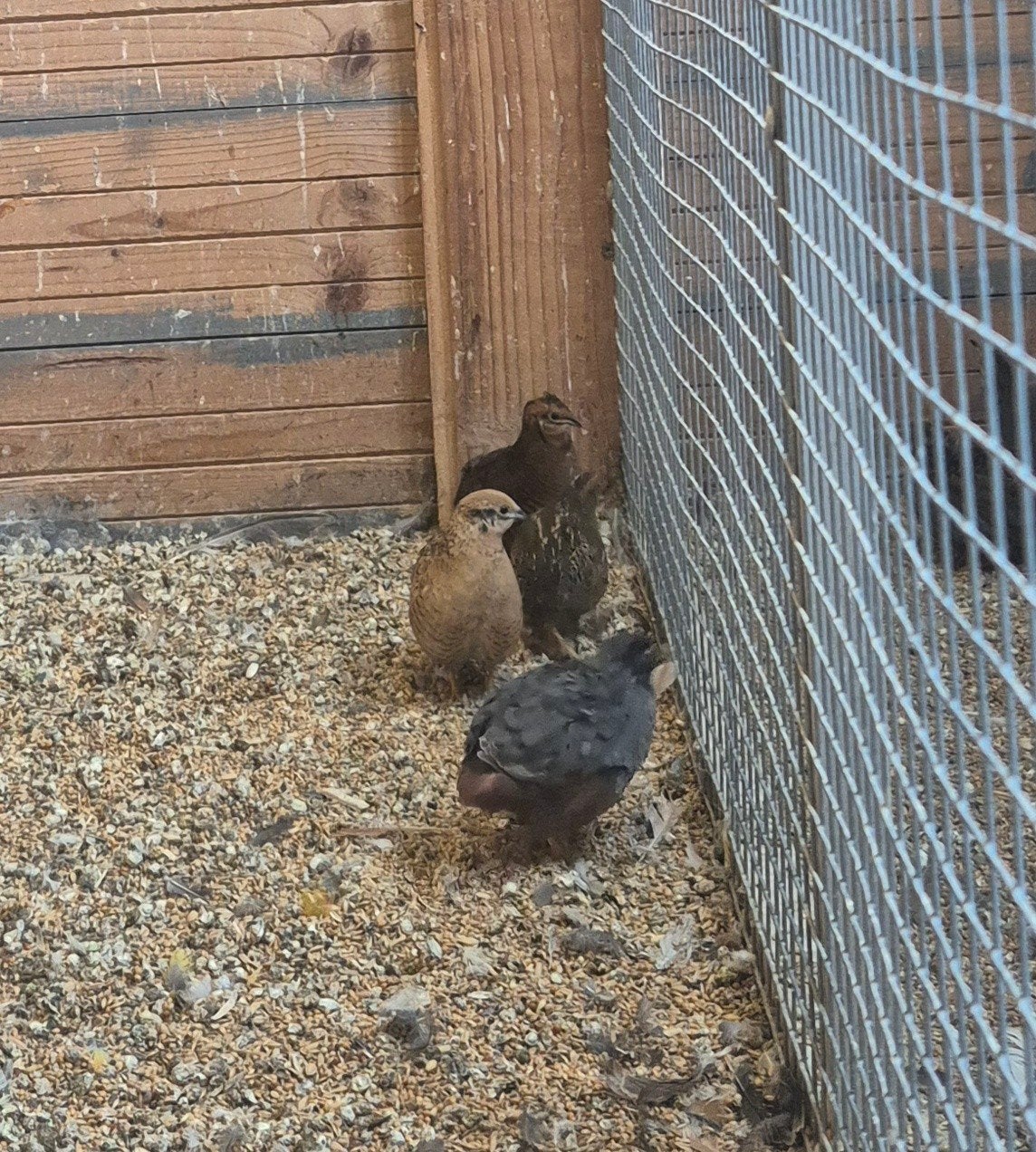 chinese dwergkwartels, Dieren en Toebehoren, Vogels | Overige Vogels, Meerdere dieren