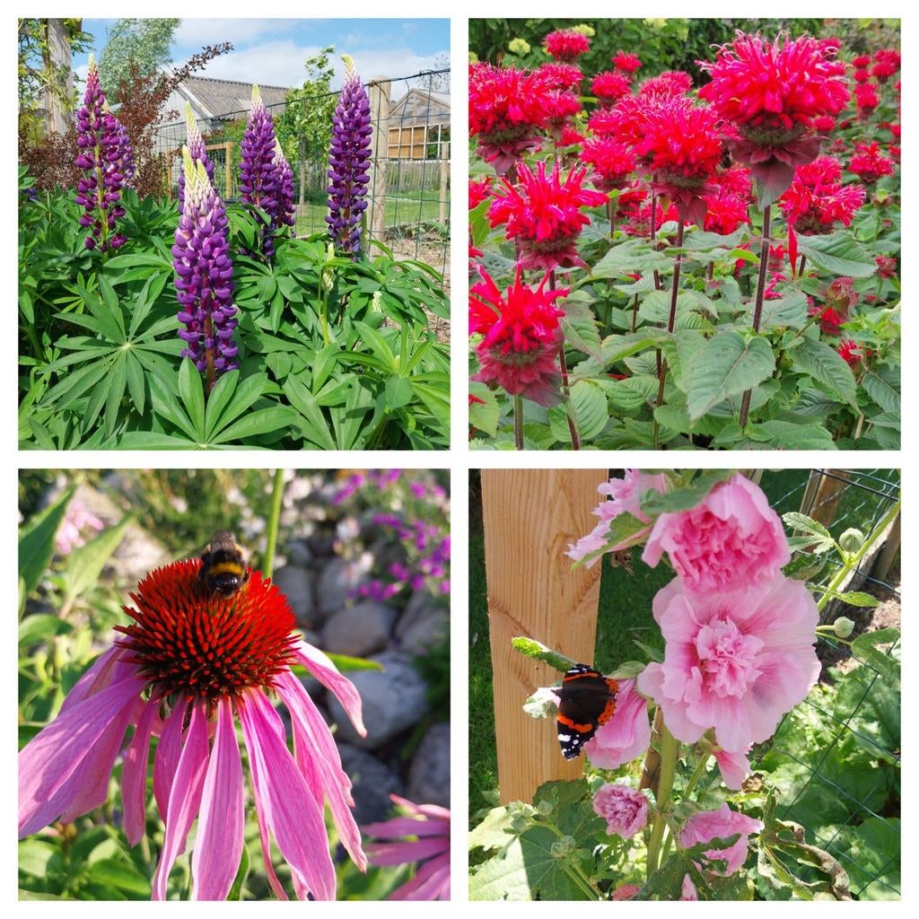 Vaste planten & honing, Tuin en Terras, Planten | Tuinplanten, Eenjarig, Overige soorten, Volle zon, Ophalen