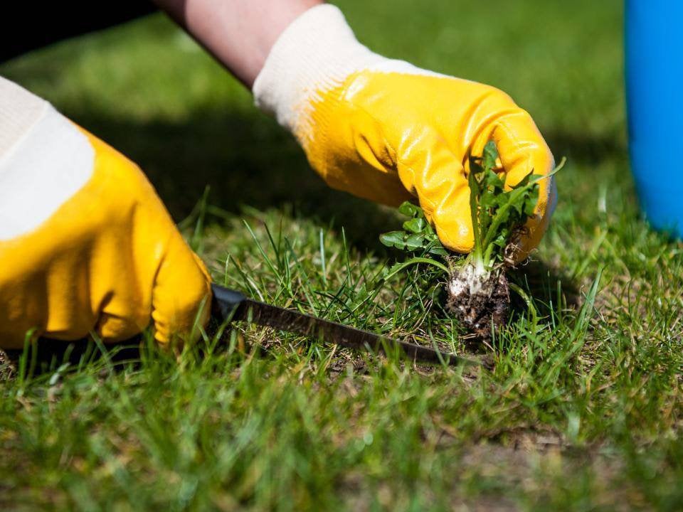 Onkruid verwijderen & tuinonderhoud, Diensten en Vakmensen, Tuinmannen en Stratenmakers, Tuinonderhoud of Snoeiwerk
