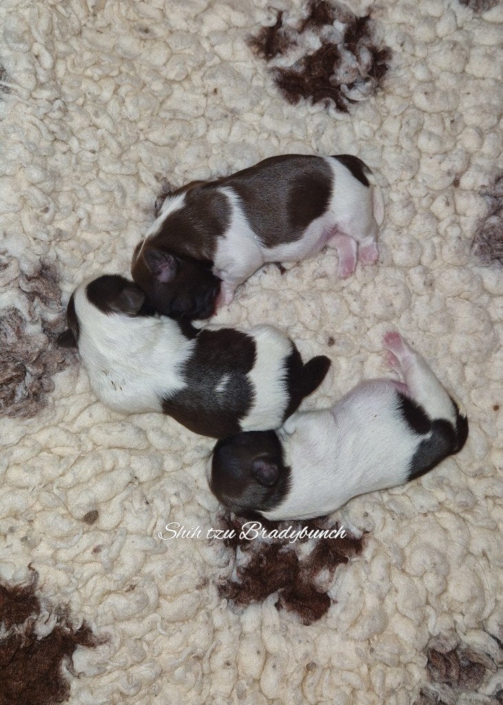 Raszuivere Shih tzu pups 🩷 3  teefjes 🩷, Dieren en Toebehoren, Honden | Chihuahua's en Gezelschapshonden, Parvo, Overige rassen