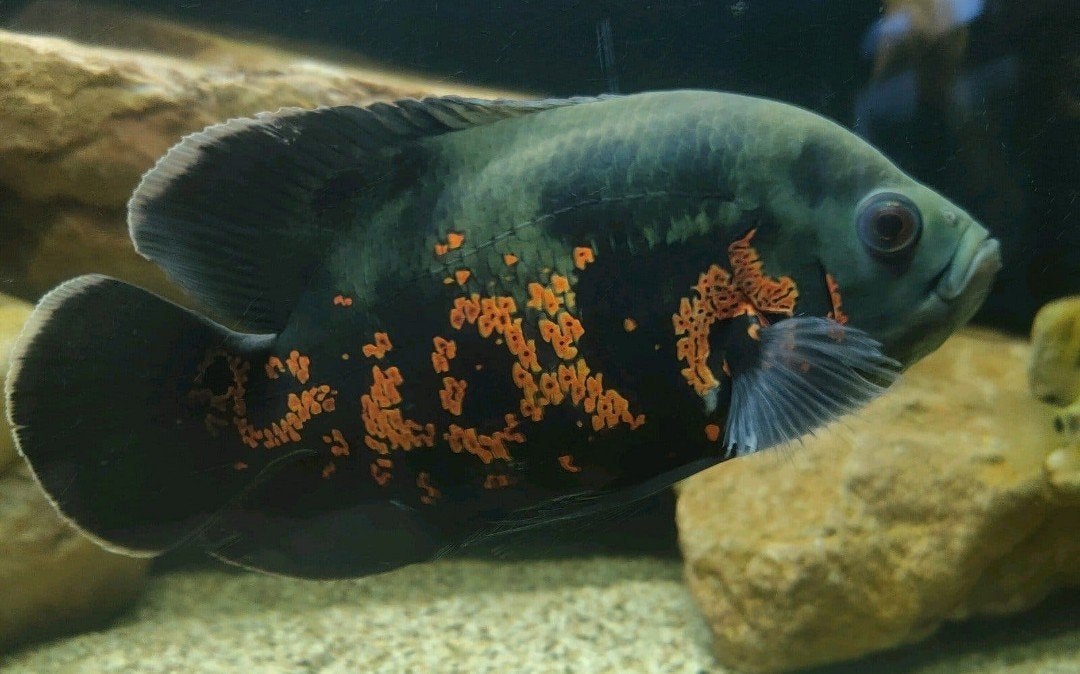 pauwoog cichlide 17cm, Vis