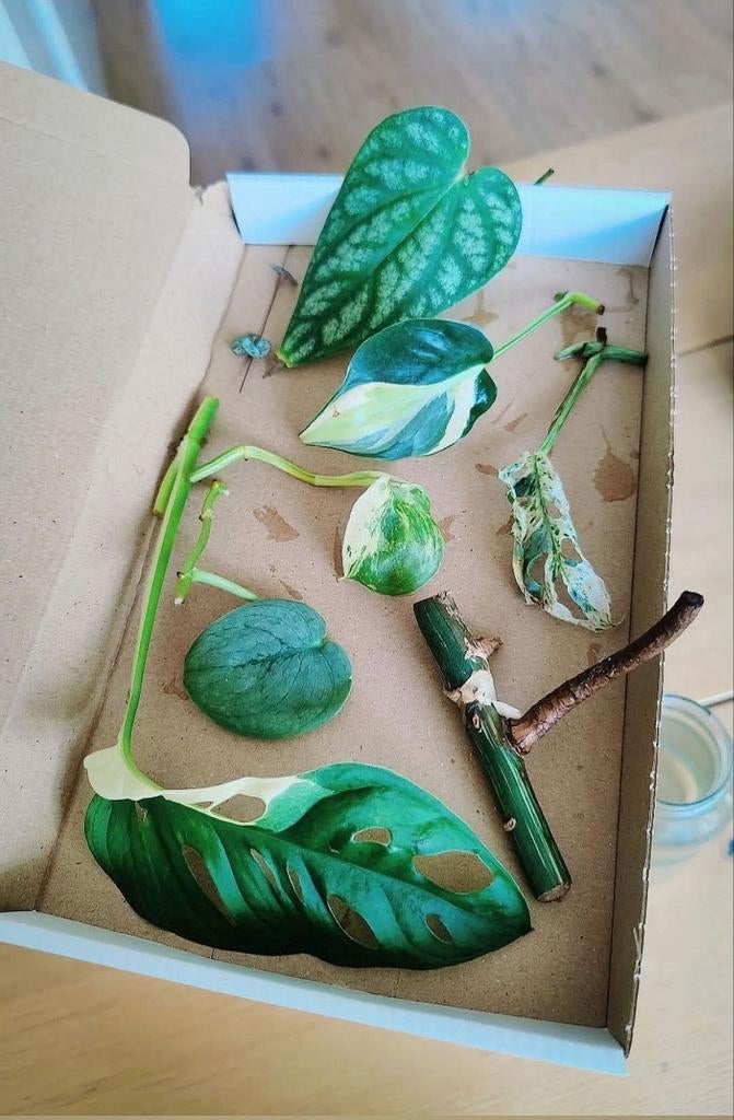 Stekjesbox
Variegata, Huis en Inrichting, Kamerplanten, Ophalen, Halfschaduw, Minder dan 100 cm