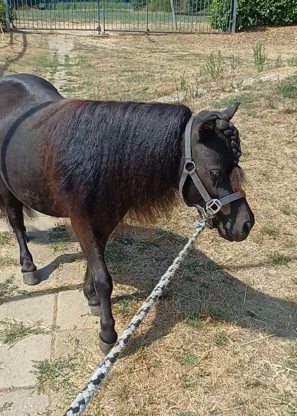 Foto 8 van 2 brave shetlander ruintjes! 🩵🩵 2 jaar oud