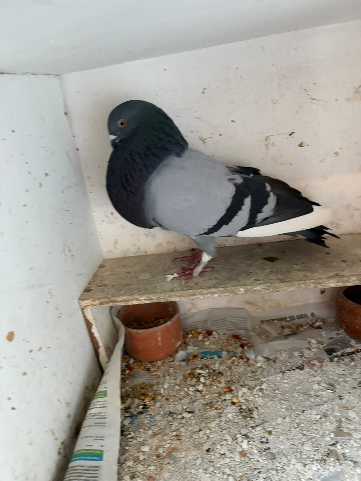 Kropper/Doffer, Dieren en Toebehoren, Vogels | Duiven, Mannelijk, Kropper