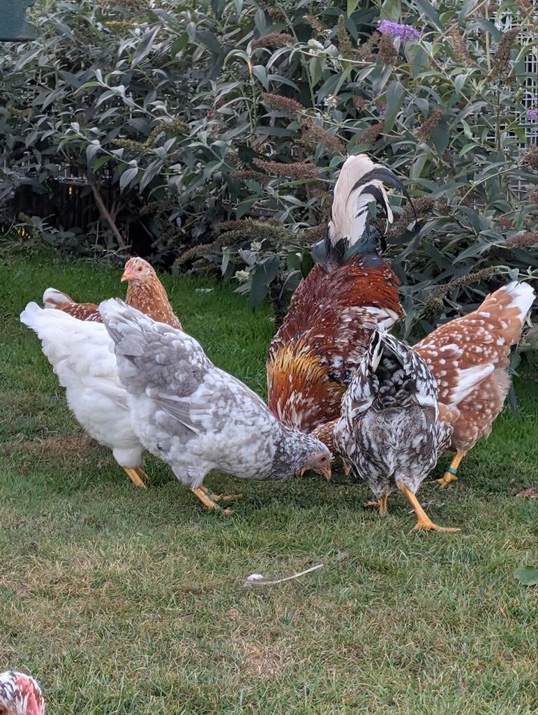 Broedeieren zweedse bloemkip, Dieren en Toebehoren, Pluimvee, Geslacht onbekend, Kip