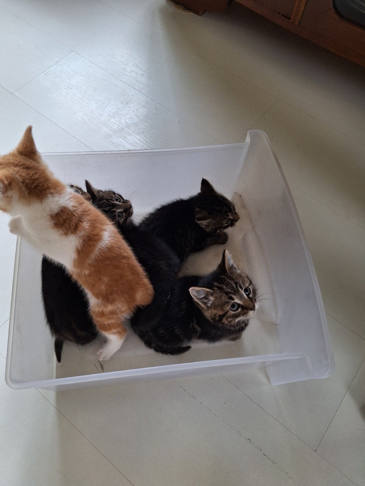 Kittens geboren 25 april, Dieren en Toebehoren, Katten en Kittens | Overige Katten, Meerdere dieren