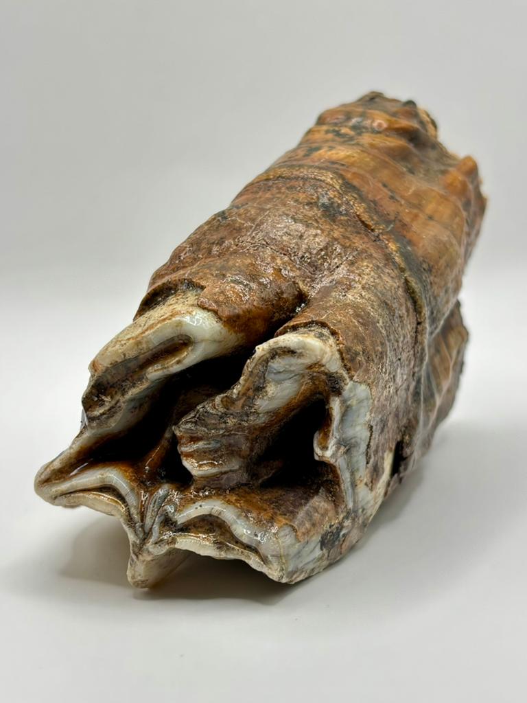 Wolharige neushoorn kies, Ophalen of Verzenden, Fossiel