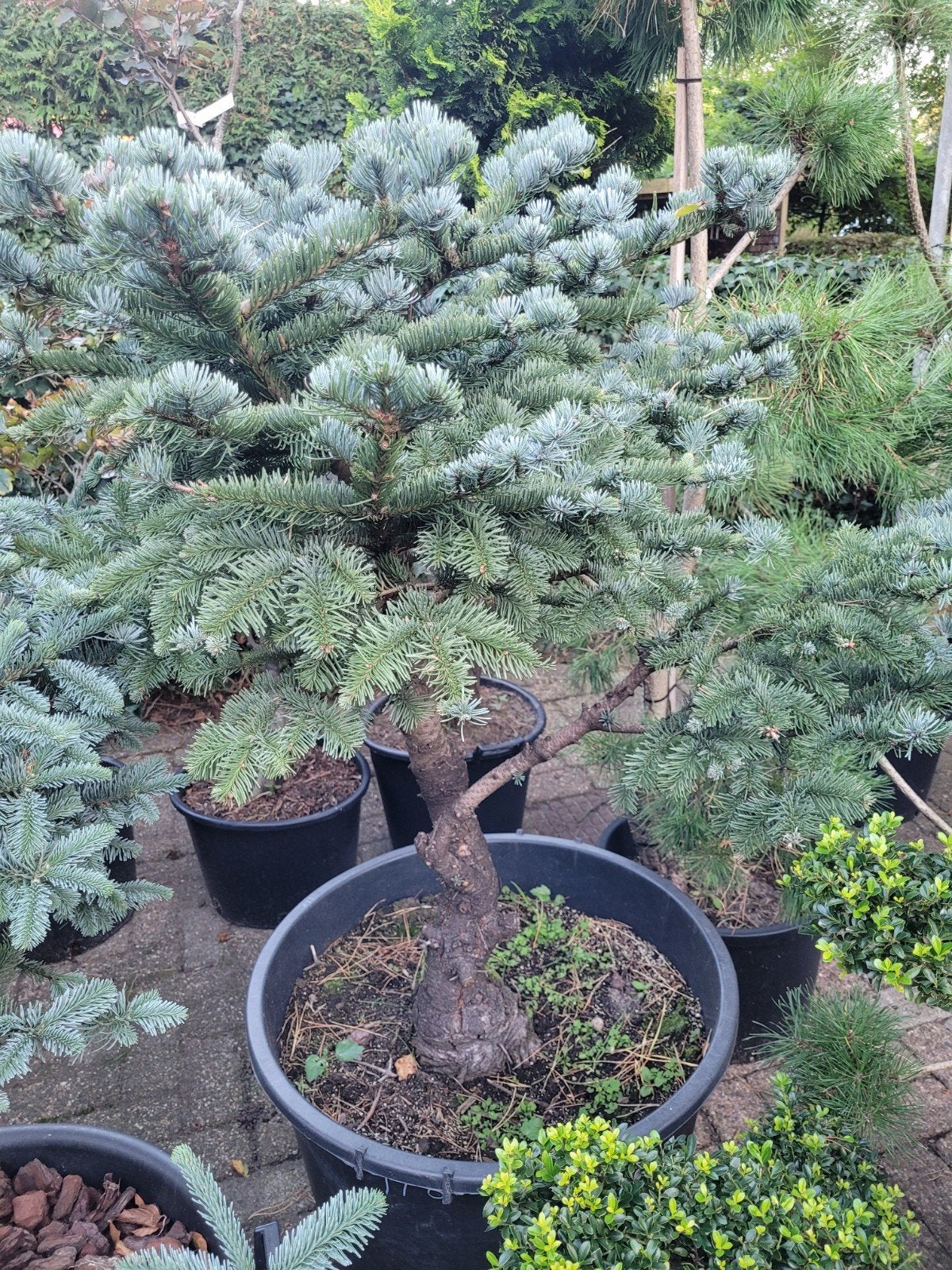 Abies Obrighoven Vormsnoei - Unieke Conifeer, Bloeit niet, Halfschaduw, Overige soorten, 100 tot 250 cm