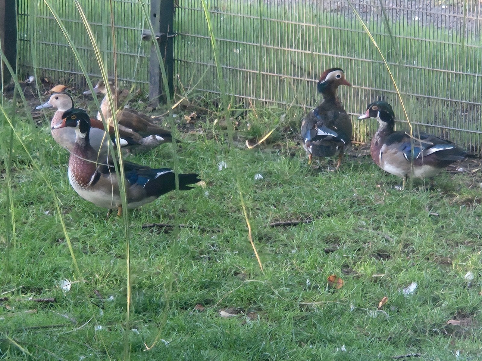 Carolina eend, Meerdere dieren, Eend