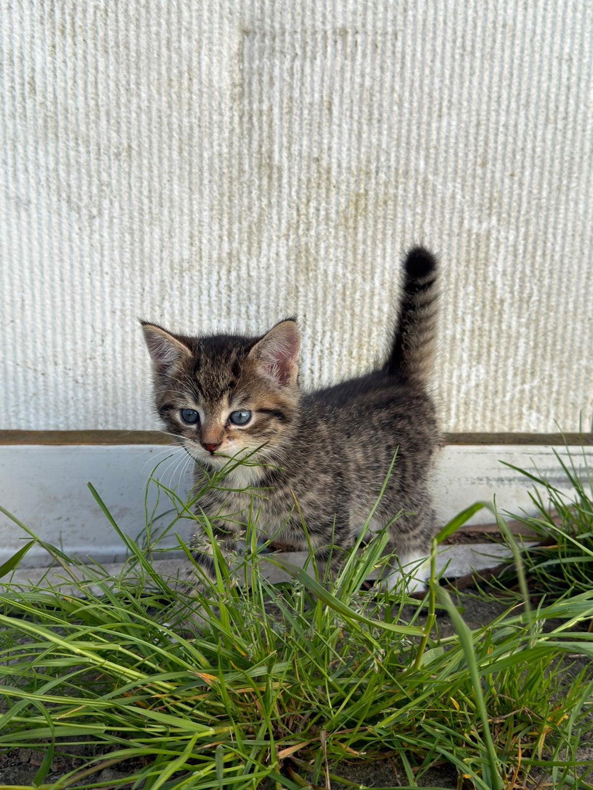 3 prachtige kittens te koop, Meerdere dieren